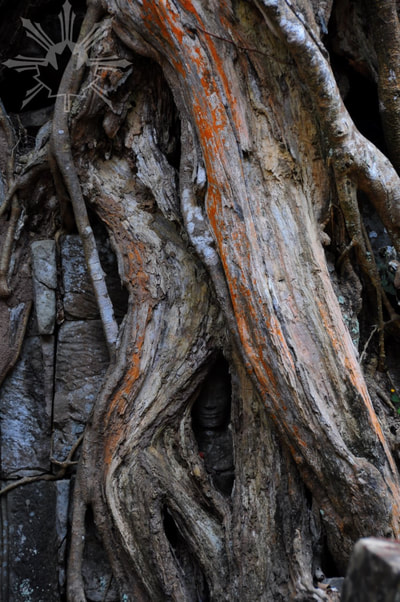 Buddha face through tree roots 