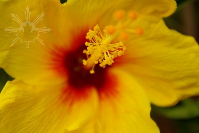 Yellow Hibiscus close up