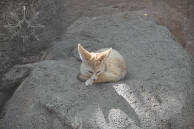Fennec Fox sleeping