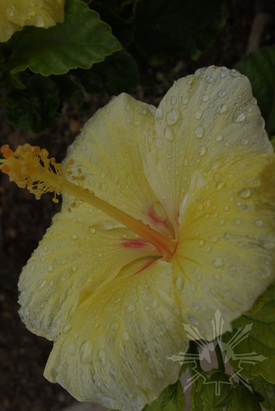 Hibiscus with water drops close up